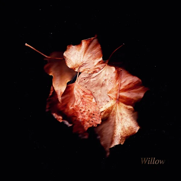 Willow