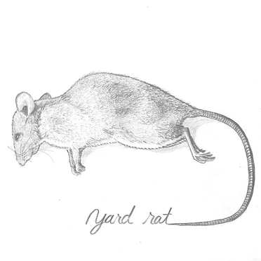 靴紐 by yard rat - album cover