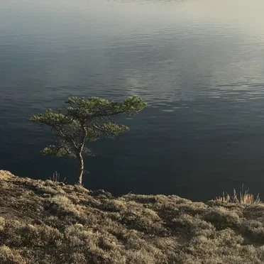 Midnight Sun 4 B
