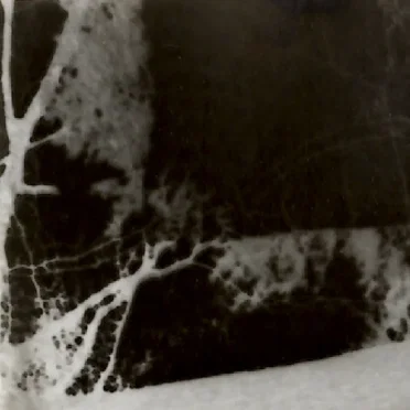 The Haunted Froglands