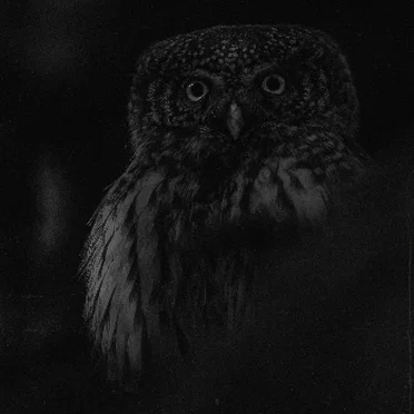 owlcall