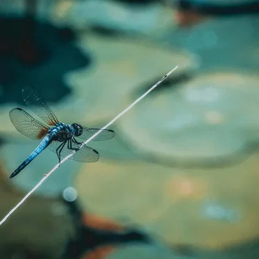 Dragonfly