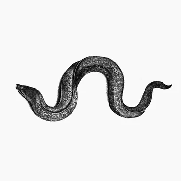 Eel by Hyunhye Seo - album cover