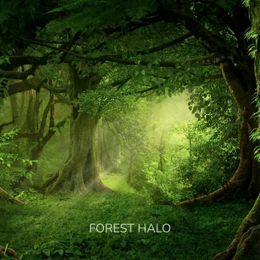 Dreamer by Forest Halo - album cover