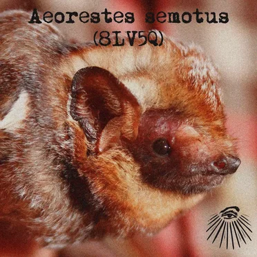 Aeorestes semotus