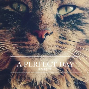 i love my cats by A Perfect Day - album cover