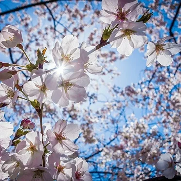 Memories of Spring