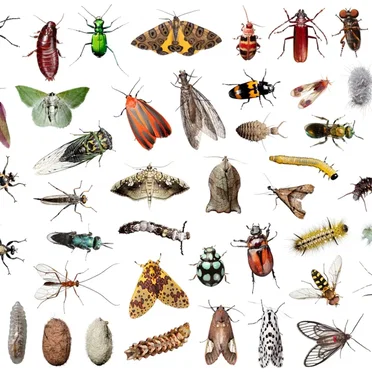 Insects