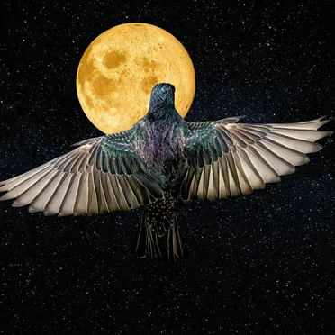 Sound - Silence - Sound - Trust in the Process of Life