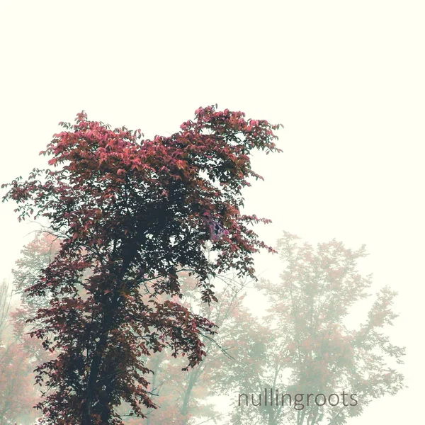 nullingroots