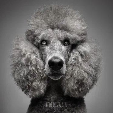 Dogma by Johann Sebastian Bass - album cover