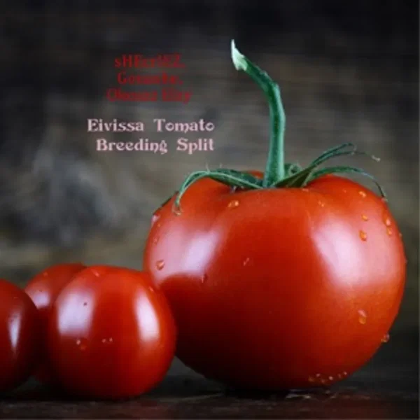 Eivissa Tomato Breeding Split