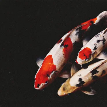 Koi