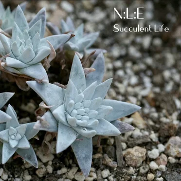 Succulent Life