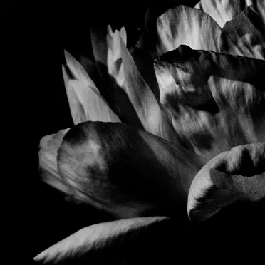 Louise Roam