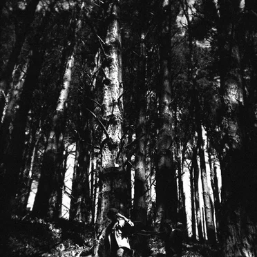 Old Growth