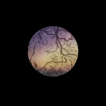 Light That Slips Away by Alec Schulman - album cover