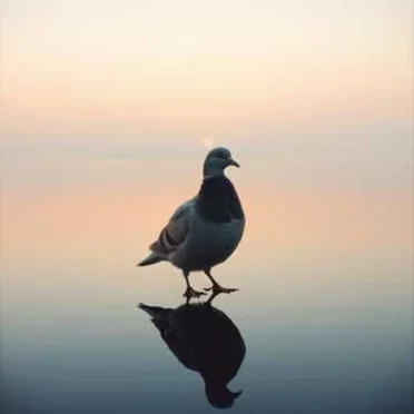 Jesus In The Silence