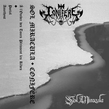 Conifère / Sol Miracula