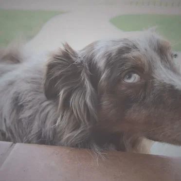 The Dog Tape