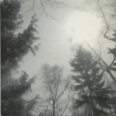 Mein Freund der Baum