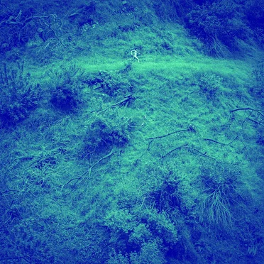 Animal Poem B-Sides