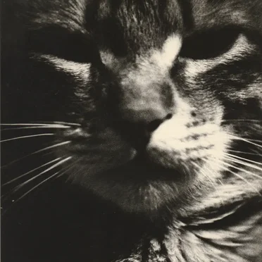 猫年