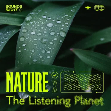 Nature’s Rainfall Melodies