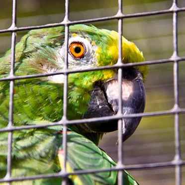 Parrotparrot he did Sqwuirk lock me up u get merked