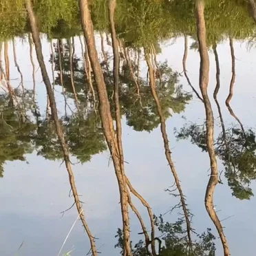 Faller (September 2020)