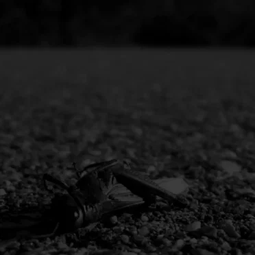 Bug Catcher / Hypnagogue