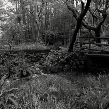 The Ancient Forest III