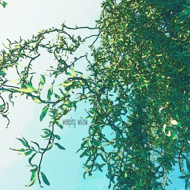 Weeping Willow (Project AER remix) by American Teleport - album cover