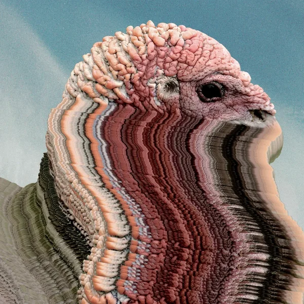 Bird Brains