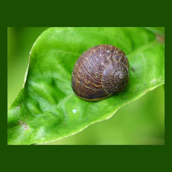 Snailworld