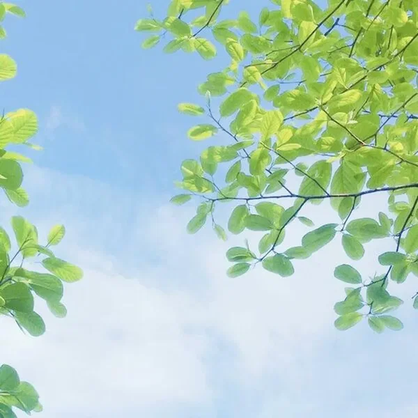 Summer tree