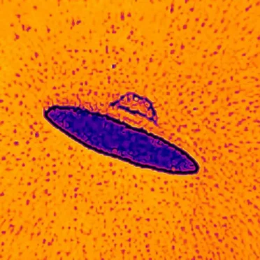 Fly