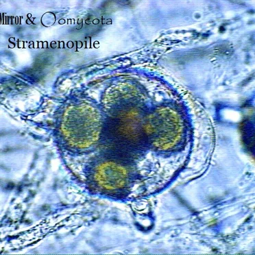 Stramenopile