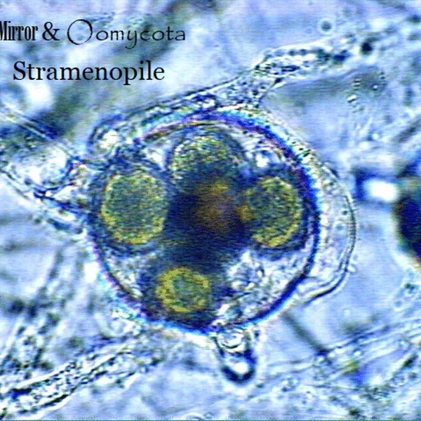 Stramenopile