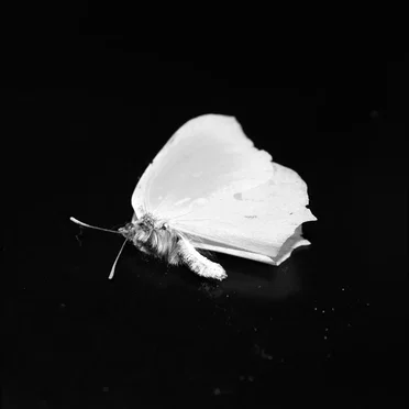 Death Among Flowers