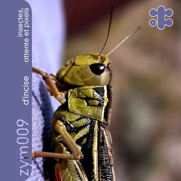 Insectes, attente et pixels