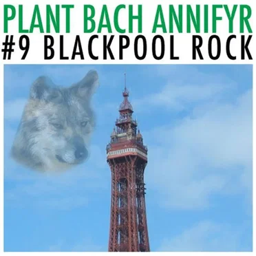 #9 Blackpool Rock by Plant Bach Annifyr - album cover