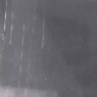 Where Is the Green Parrot?