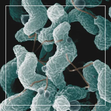 Campylobacter jejuni by microtopia - album cover