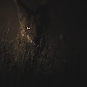 The Isolation Concerts, Volume 21