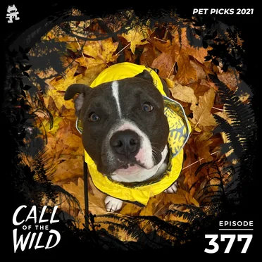 2021-12-01: 377 – Monstercat: Call of the Wild (Pet Picks) by Monstercat - album cover