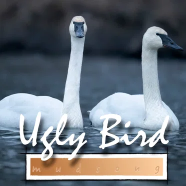 Ugly Bird