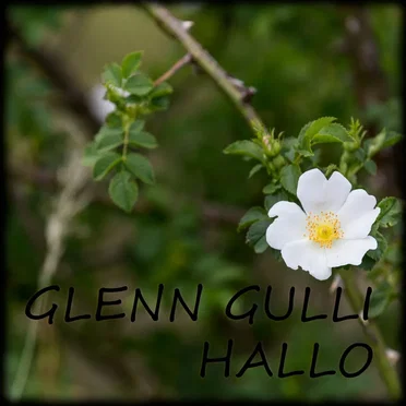 Glenn Gulli