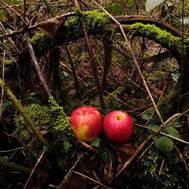Apples In Crates