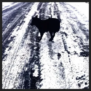 Schrödinger's dog by Der Finger - album cover
